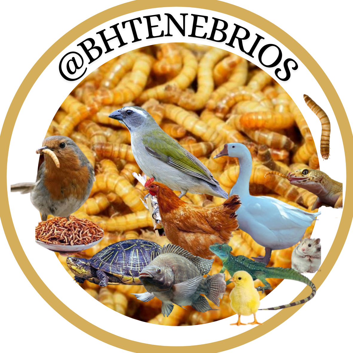 BH Tenébrios
